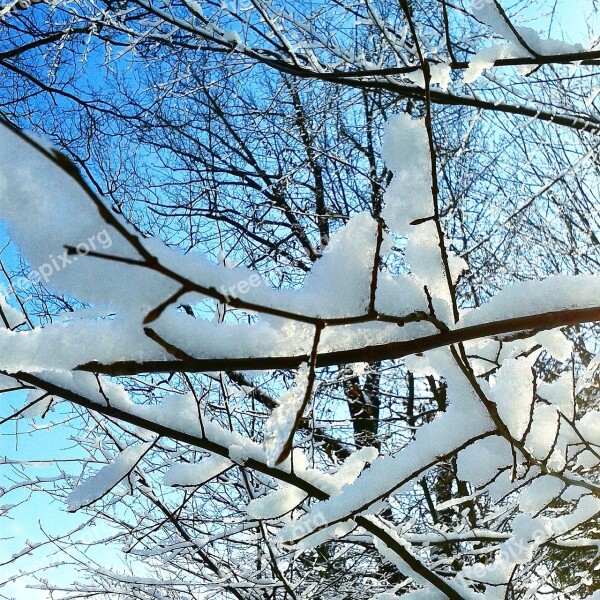 Winter Snow Frozen Tree Nature