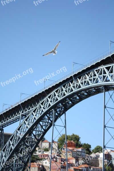 Seagull Bridge Porto Free Photos