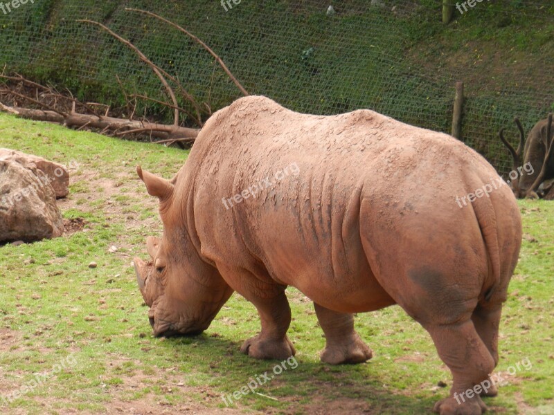 Rhino Zoo Animal Rhinoceros Zoo Wildlife