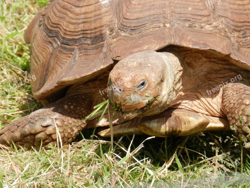 Tortoise Reptile Animal Wildlife Nature