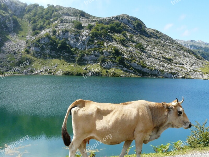 Cow Landscape Lake Free Photos