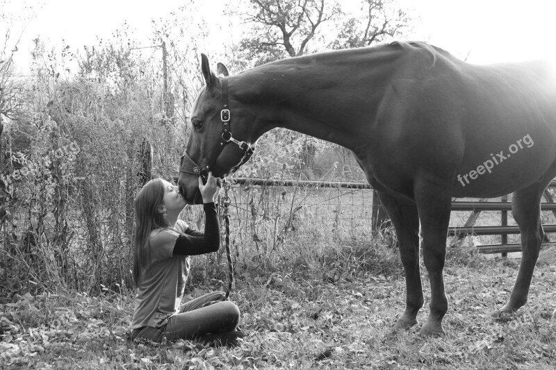 Horse Field Chestnut Animals Outdoors