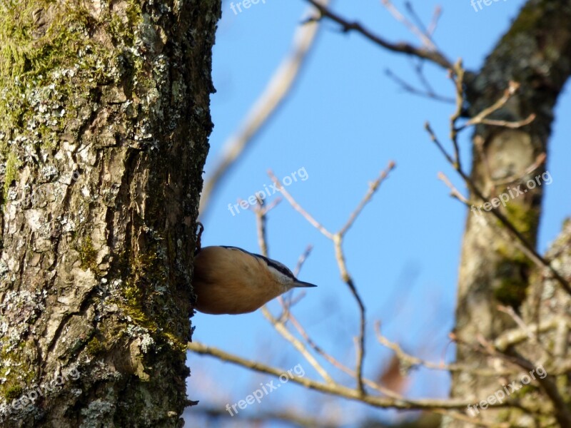 Nuthatch Bird Tree Nature Luxembourg