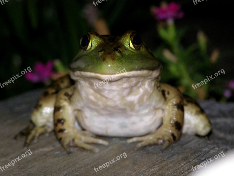 Frog Toad Green Amphibian Animal