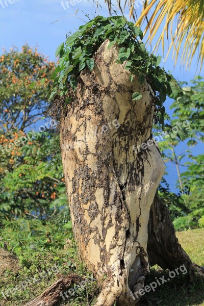 Tree Tribe Dead Root Fouling