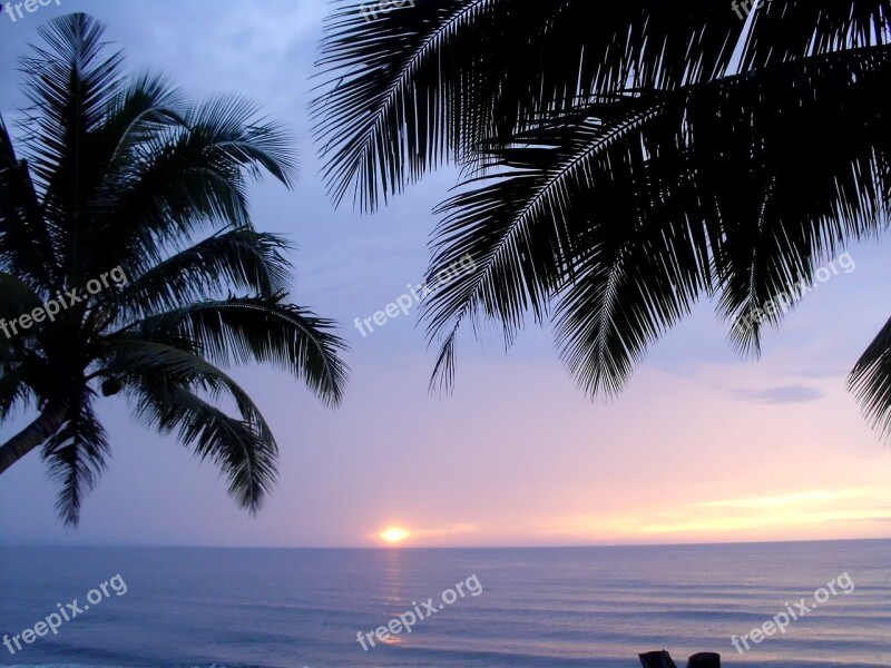 Palm Tree Sunset Beach Sea Sky