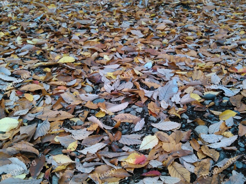 Autumn Fallen Leaves Autumnal Leaves Free Photos