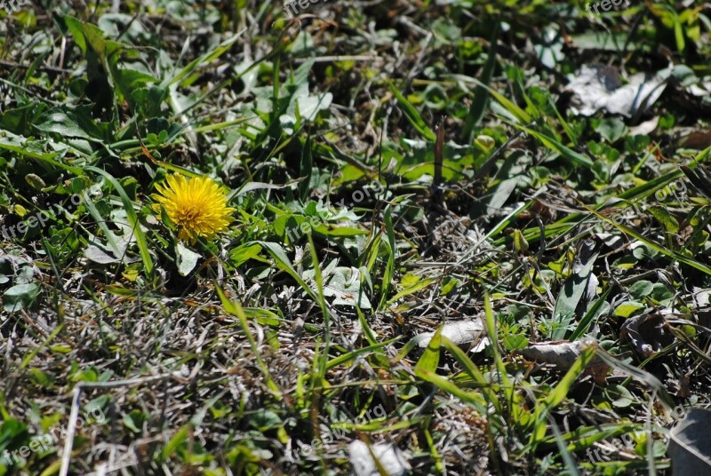 Dandelion Yellow Spring Nature Flower