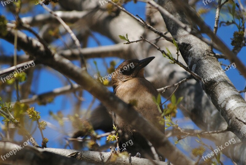 Bird Tree Nature Branch Spring