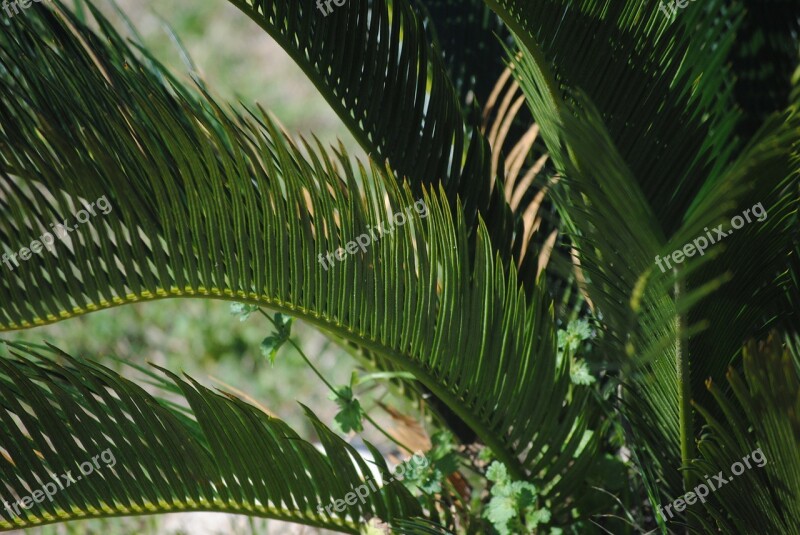 Fern Green Park Forest Tree