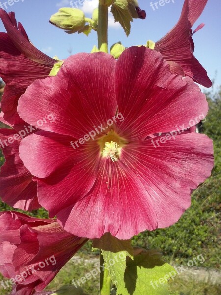 Nature Flowers Mallow Free Photos