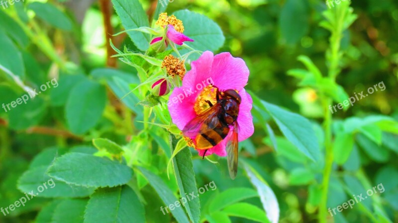 Bee Babu Flower Erzurum Pasinler