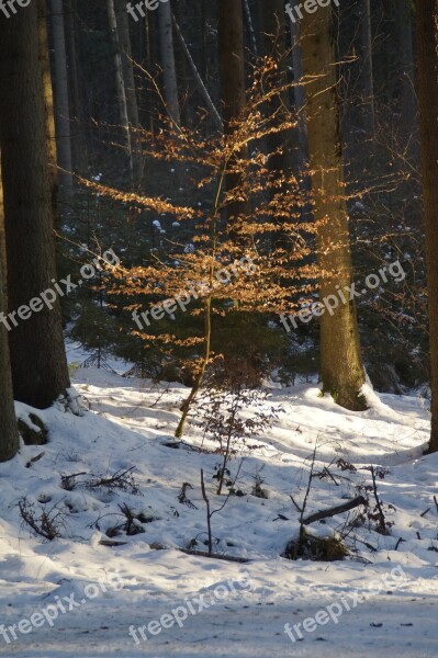 Tree Small Forest Glade Illuminated