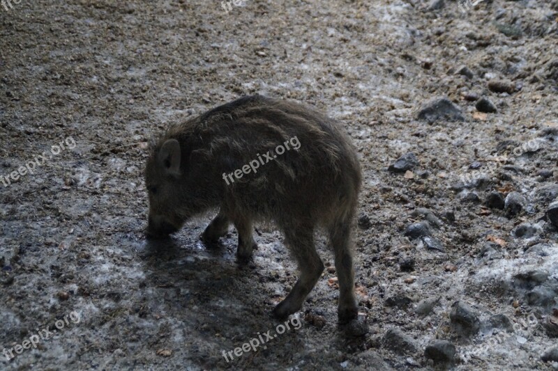 Launchy Foraging Pig Piglet Mud