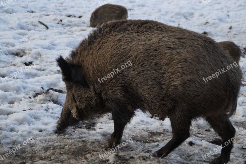 Boar Wild Boar Pig Forest Deer Park