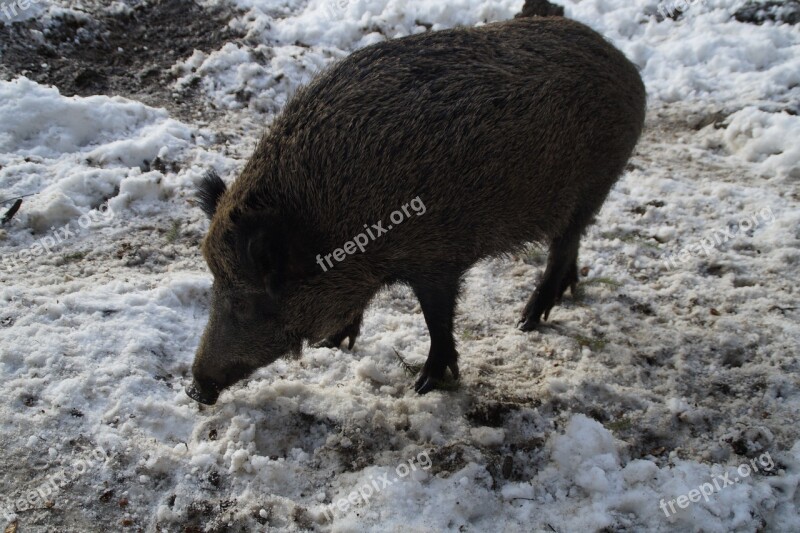 Boar Wild Boar Pig Forest Deer Park