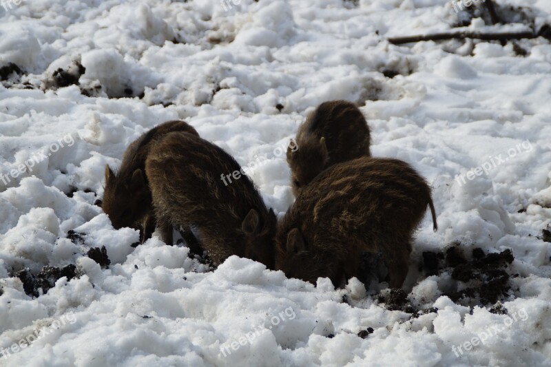 Little Pig Wild Boars Children Deer Park Young