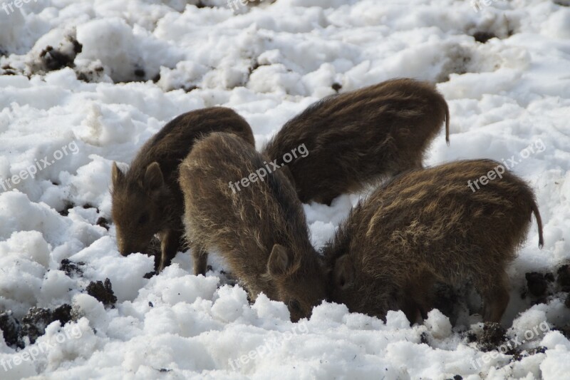 Little Pig Wild Boars Children Deer Park Young