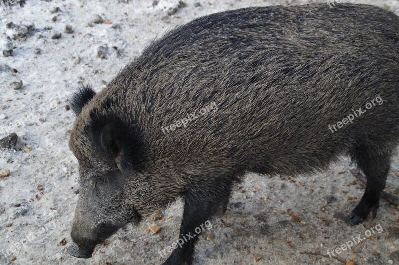 Boar Wild Boar Pig Forest Deer Park