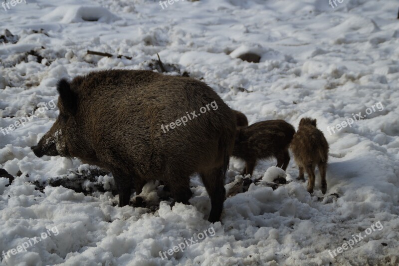 Boar Wild Boar Pig Forest Deer Park