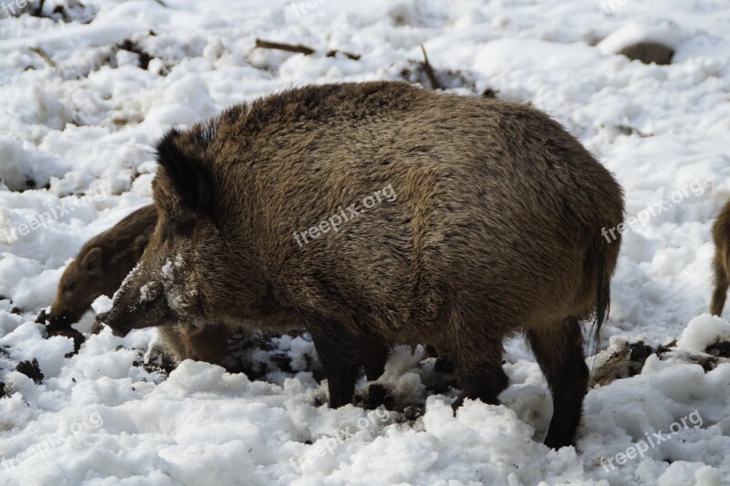 Boar Wild Boar Pig Forest Deer Park