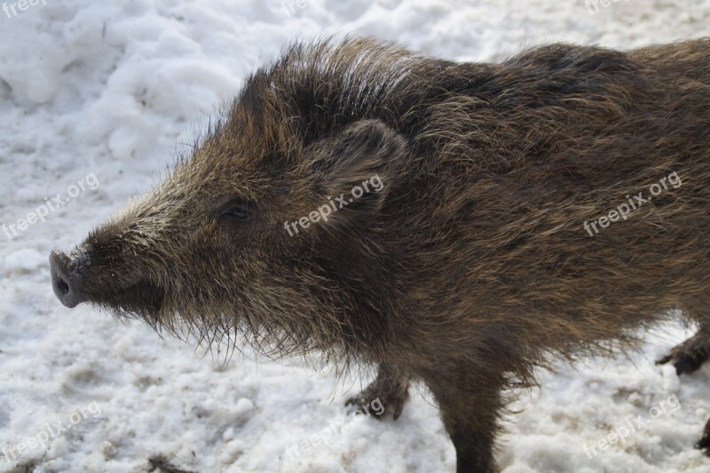 Boar Young Animal Taster Sniffing Piglet