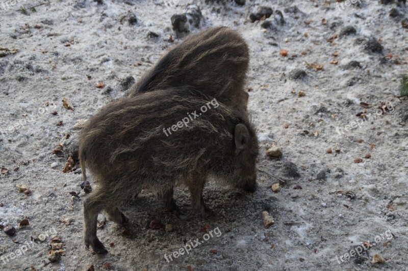 Little Pig Wild Boars Children Boar Deer Park