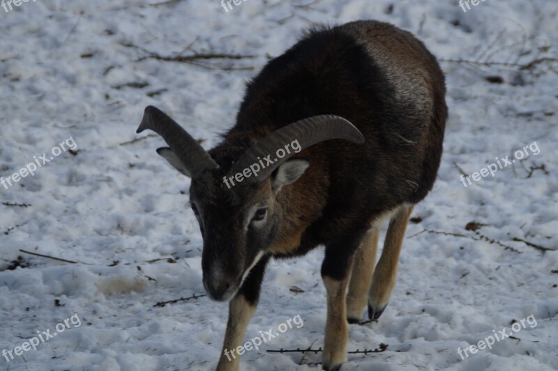 Sheep Mouflon Winter Snow Winter Fur