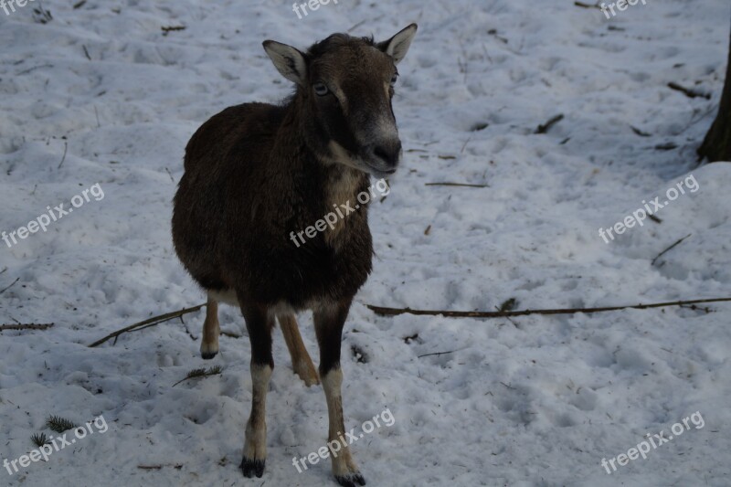 Sheep Mouflon Winter Snow Winter Fur