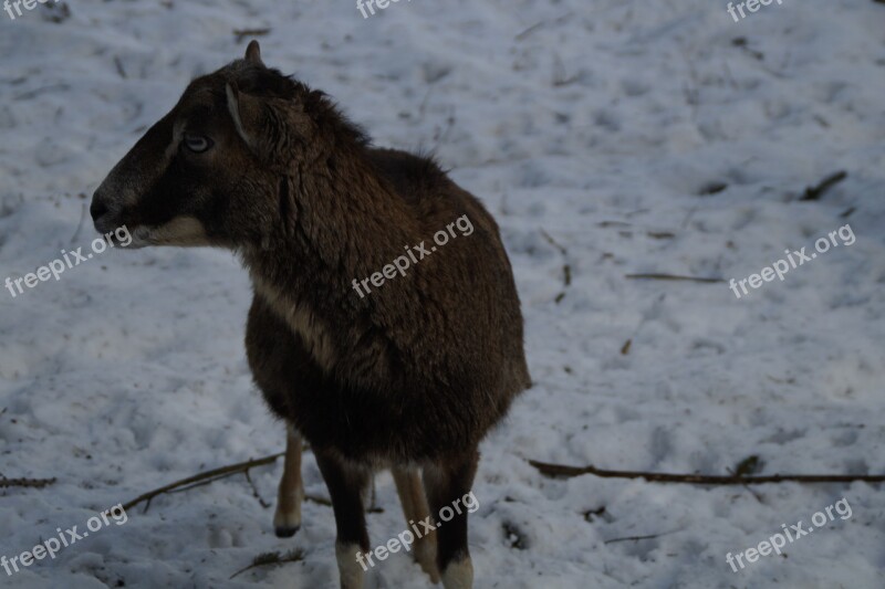 Sheep Mouflon Winter Snow Winter Fur