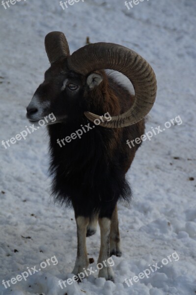 Sheep Mouflon Winter Snow Winter Fur