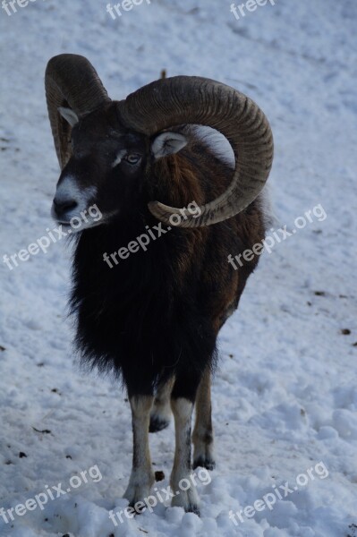 Sheep Mouflon Winter Snow Winter Fur