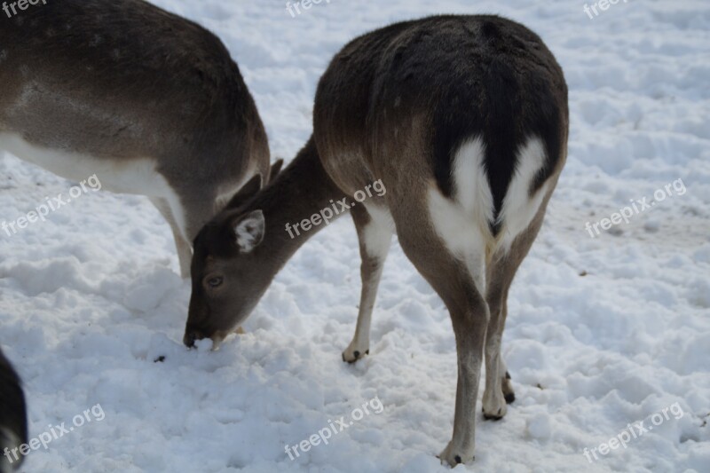 Roe Deer Fallow Deer Wild Winter Snow