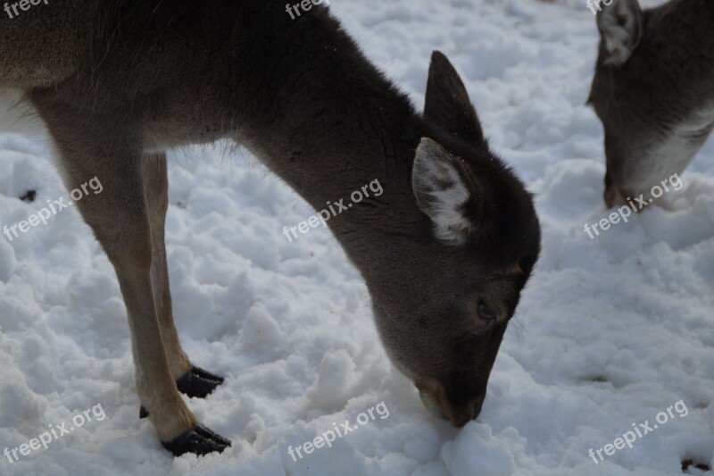 Roe Deer Fallow Deer Wild Winter Snow