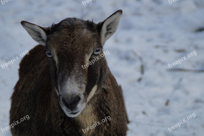 Sheep Mouflon Winter Snow Winter Fur