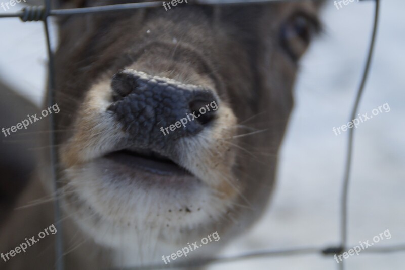 Roe Deer Fallow Deer Wild Winter Snow