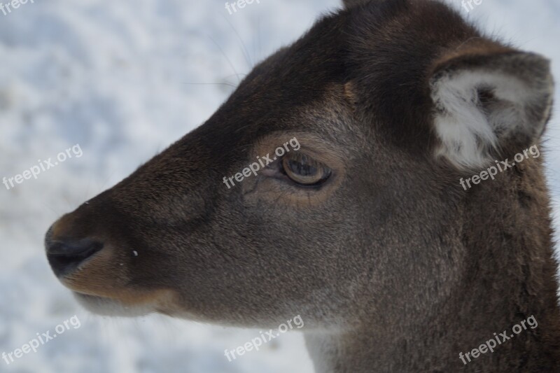 Roe Deer Fallow Deer Wild Winter Snow