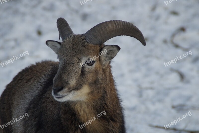 Sheep Mouflon Winter Snow Winter Fur