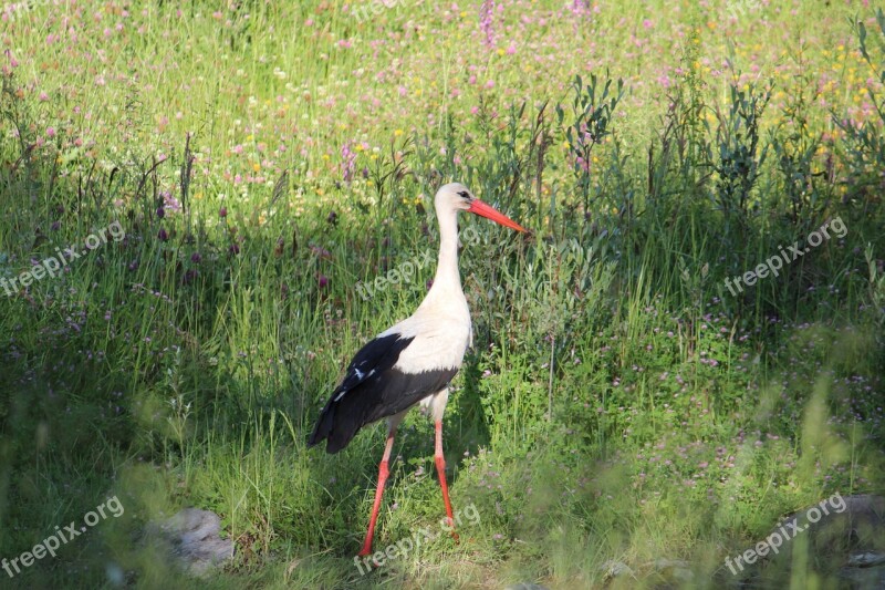 Stork Bird Nature Fly Free Photos