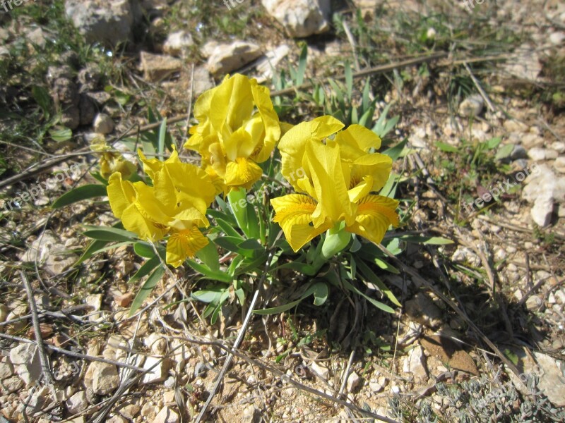 Yellow Iris Iris Of The Garrigues Iris Lutescens Flower Free Photos