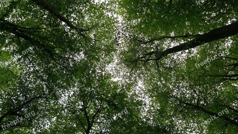 Trees Forest Foliage Leaf Wood