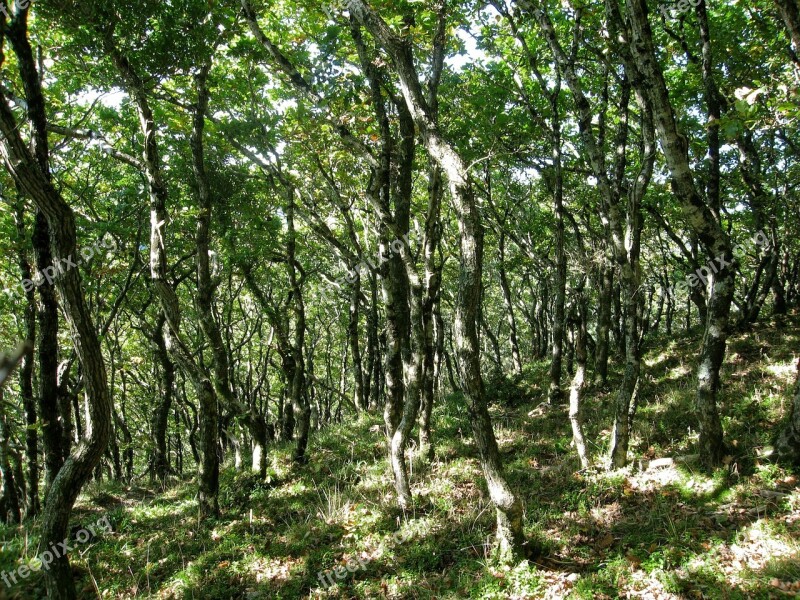 Woodland Trees Forest Dappled Landscape