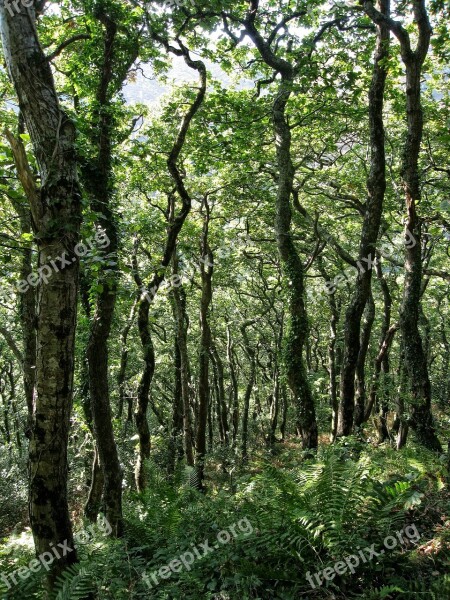 Woodland Trees Forest Dappled Landscape