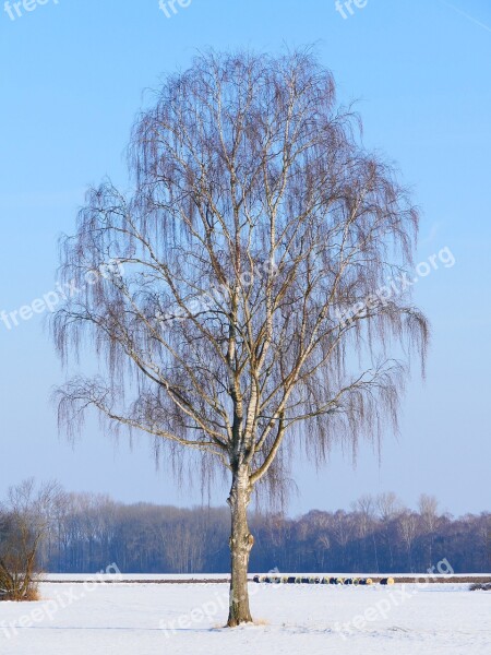 Tree Lonely Birch Nature Snow