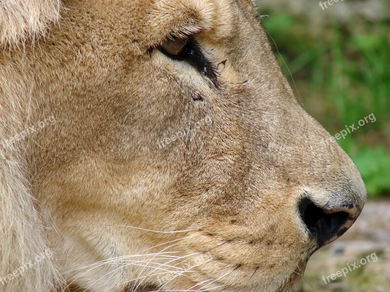 Lion Close Up Wild Animal Portrait Head