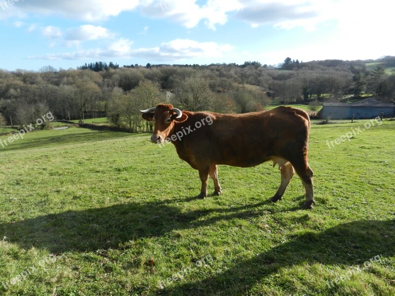 Blonde Cow Grass Animal Free Photos