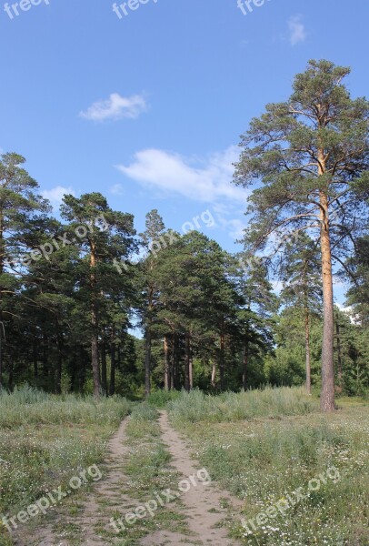 Landscape Glade Bor Forest Park Summer