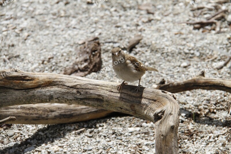 Bird Log Nature Wildlife Animal