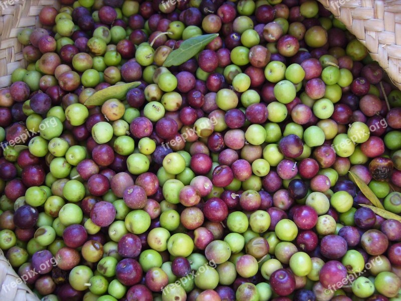 Olives Harvested Pick Green Trees