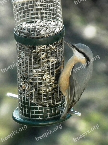 Kleiber Bird Food Peck Feather Sunflower Seeds